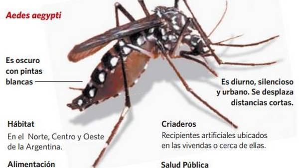 Dengue: Cómo prevenir y qué hacer ante la aparición de un posible caso en la escuela