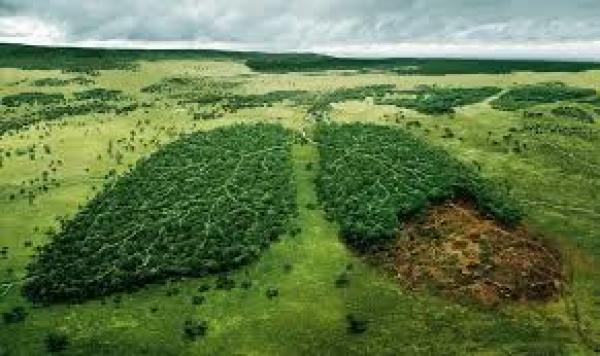 Amsafe Rosario adhiere a la “Semana de acción por el clima” y llama a impulsar la Huelga Internacional contra el Cambio Climático con acciones en todas las escuelas.