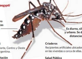 Dengue: Cómo prevenir y qué hacer ante la aparición de un posible caso en la escuela