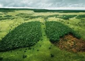 Amsafe Rosario adhiere a la “Semana de acción por el clima” y llama a impulsar la Huelga Internacional contra el Cambio Climático con acciones en todas las escuelas.